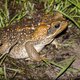 Illustration for article titled Putting Up Fences Could Wipe Out Australia's Plague Of Cane Toads